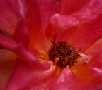 Il colore della passione Il colore della passione