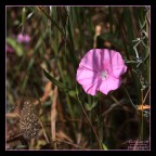 ..Primavera |  (Dedicated To Cius)..
