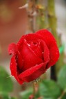 Rosa di maggio Rosa di maggio