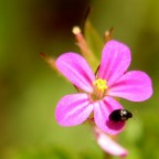 Fiorellino Fiorellino