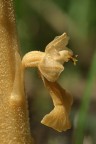 orchidea neottia-nidus-avis orchidea neottia-nidus-avis