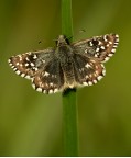 Pyrgus malvoides