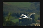 Volo in Toscana