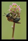 180mm f/18 1/5 sec -1 stop lettura parziale 200 iso treppiede, cavo di scatto e sollevamento preventivo dello specchio, luce naturale.
[url=http://www.macrofotografia.net/images/stories/portfolio1200/ape1200.jpg][b][color=#BF0000]Imenottero a 1200px[/color][/b][/url]