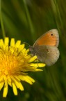 Satyranae Satyranae