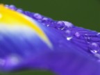 Gocce d'iris Gocce d'iris