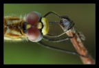 Un esemplare femmina di Sympetrum fonscolombii, di cui ho messo in risalto, in questa foto, i due occhi composti da migliaia di ommatidi.
[url=http://www.macrofotografia.net/images/stories/portfolio1200/libellulaz1200.jpg]Versione a 1200 px[/url]