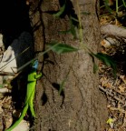 strana presenza strana presenza