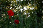 Poppies Poppies