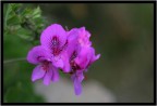 pelargonium