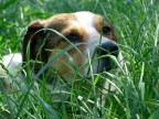 Il mio Cane