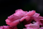 90mm
f/4,5
1/650 sec
iso-800