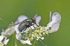 Neomyia viridescens Neomyia viridescens