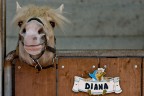 diana diana