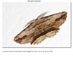 Menophra abruptaria Menophra abruptaria