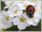 coccinella coccinella