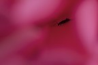 Claustrofobia Claustrofobia