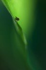 Verde verde verde