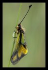 Un classico di stagione.
180mm 1/13 sec f/16 200 iso -0.3stop lettura parziale treppiede, cavo di scatto sollevamento preventivo dello specchio.
[url=http://www.macrofotografia.net/images/stories/portfolio1200/libelloidesa1200.jpg]Versione a 1200px[/url]