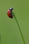 Coccinelle Coccinelle