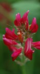 tra i fiori