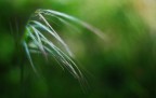 Green bokeh Green bokeh