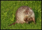 Myocastor Coypus - Nutria Myocastor Coypus - Nutria
