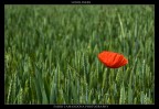 loneliness