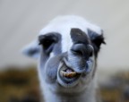 Lama Lama