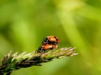 Coccinelle Coccinelle