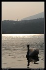 Vercurago, tramonto al lago di Garlate (LC). Sullo sfondo lo skyline di Galbiate.

Dati EXIF:
Model: NIKON D300
ISO Equivalent: 200 (0)
Exposure Time: 1/3200 Sec.
Aperture: f6.3
Lens: 80-200mm f2.8
Focal Length: 80mm
35mm Focal Length: 120mm
White Balance: SUNNY
Flash: Flash Not Fired;