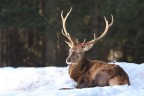 Cervo fra la neve 2 Cervo fra la neve 2
