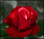 ..RosaRossa.. ..RosaRossa..