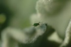 Nel Verde