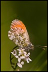 Anthocharis cardamines Anthocharis cardamines