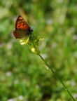 Lycaena phleas Lycaena phleas