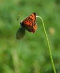 Lycaena phleas Lycaena phleas