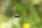 In volo In volo