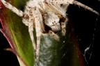 aracnide aracnide