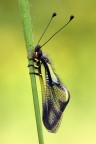 Libelloides longicornis Libelloides longicornis