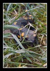 Salamandra pezzata Salamandra pezzata