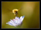 Flowers zapping Flowers zapping