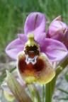 Ophrys tenthredinifera Ophrys tenthredinifera