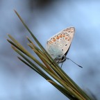 lice in the sky lice in the sky