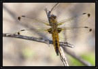 Libellula Libellula