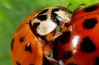 Ritratto di .......... cocciniglia. Ritratto di .......... cocciniglia.
