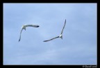Volo Sincronizzato Volo Sincronizzato