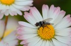 Moschina su margherita Moschina su margherita
