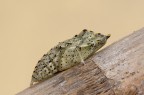 Crisalide o Pupa di Pieris brassicae Crisalide o Pupa di Pieris brassicae