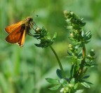 Ochlodes Venatus Ochlodes Venatus